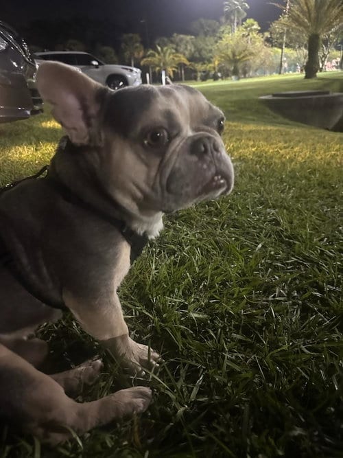 Photo of Frankie - M, adoptable French Bulldog in Tampa, Florida