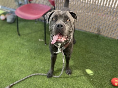 Photo of Peaches, adoptable Cane Corso Mastiff in Phoenix, Arizona