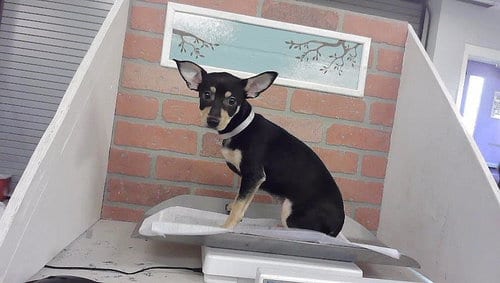 Photo of A2099906, adoptable Chihuahua in Houston, Texas