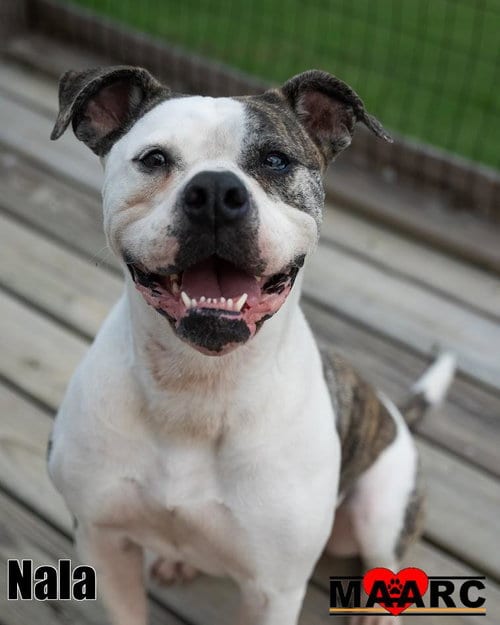 Photo of Nala, adoptable Boxer in Maryville, Tennessee