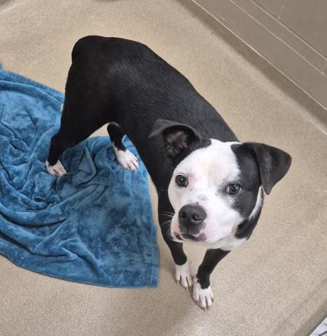 Photo of Sugar Muffin, adoptable Pit Bull Terrier in Decatur, Illinois