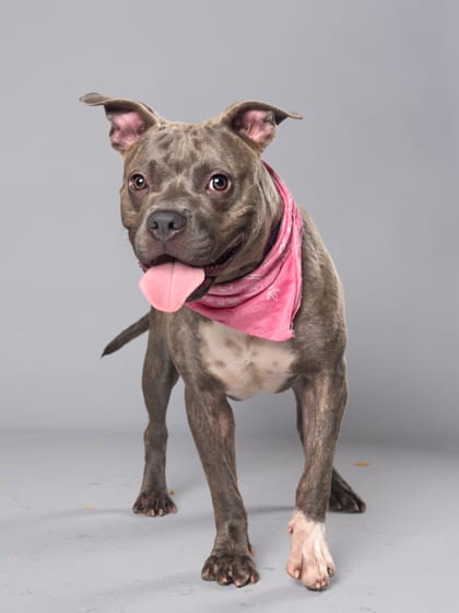 Photo of Cadabra, adoptable dog in Atlanta, Georgia
