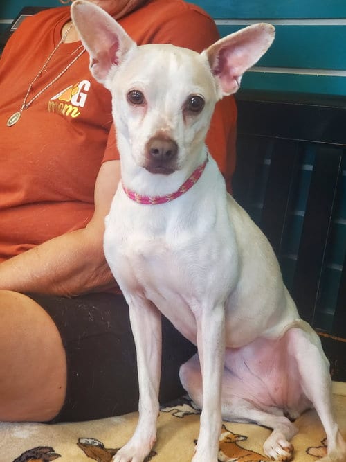 Photo of B.B., adoptable Chihuahua in Amarillo, Texas