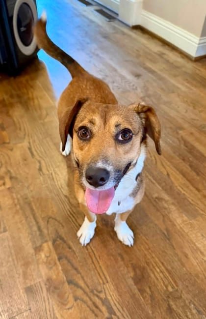 Photo of Normie, adoptable dog in Chamblee, Georgia