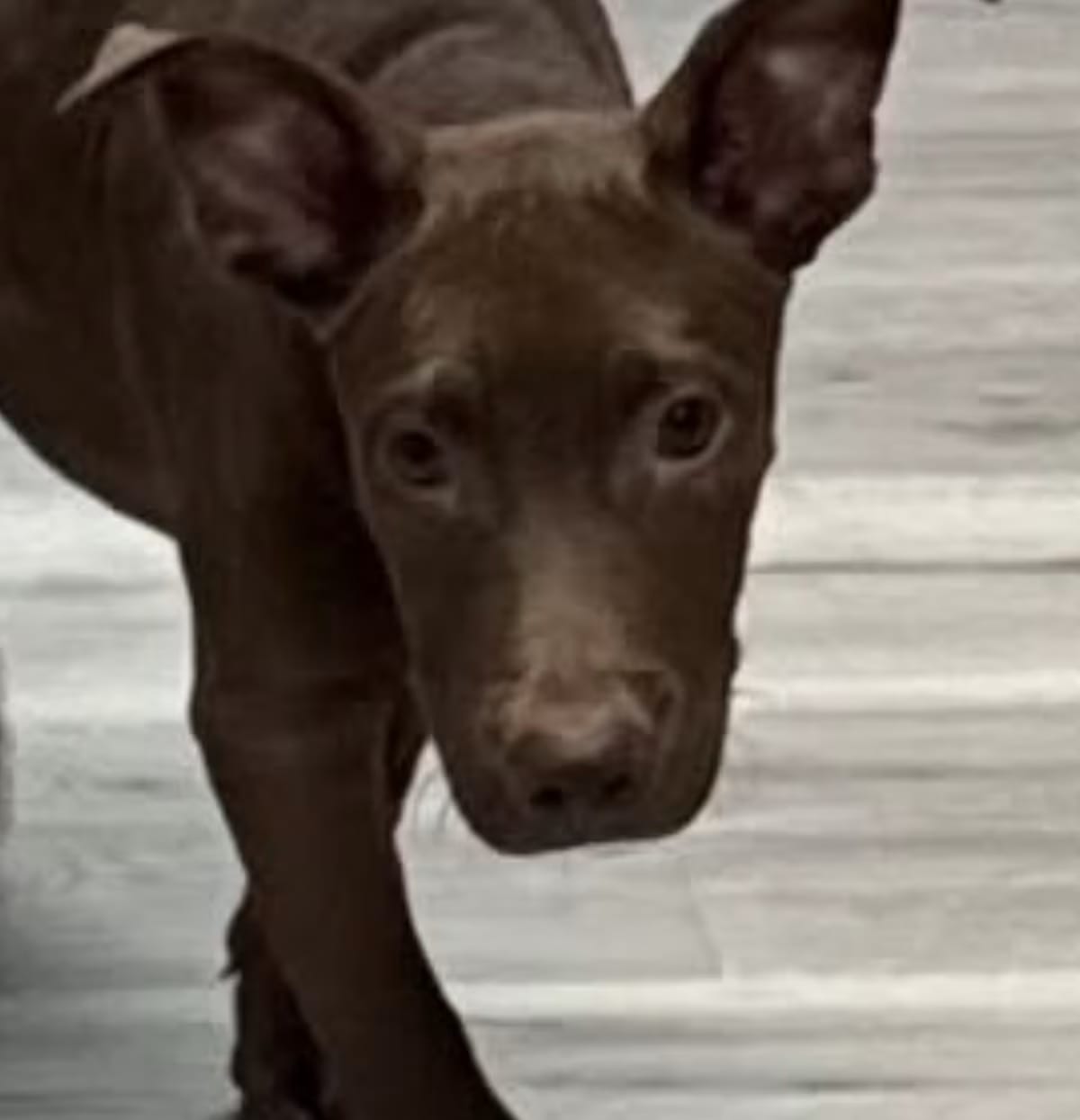 Photo of Smirk, adoptable Labrador Retriever/Mixed Breed (Medium) in CRANSTON, Rhode Island