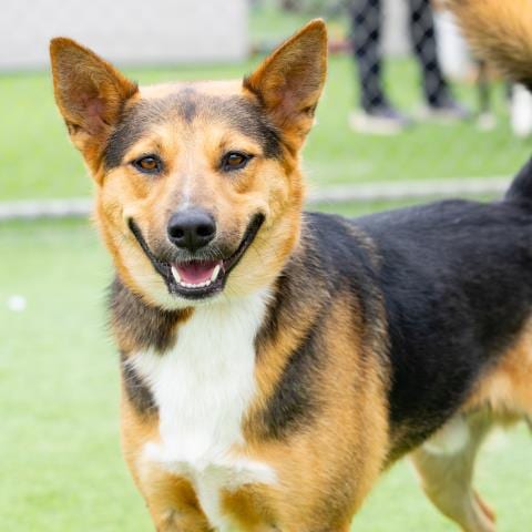 Photo of Brony, adoptable German Shepherd Dog in Camarillo, California