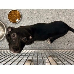 Photo of Jason Voorhees, adoptable Mixed Breed (Medium) in Baton Rouge, Louisiana