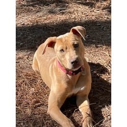 Photo of Stephie, adoptable American Pit Bull Terrier in Irmo, South Carolina