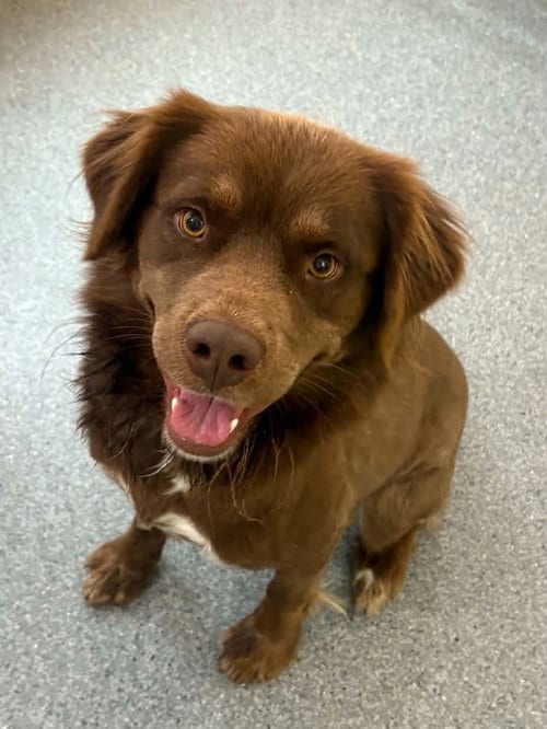 Photo of Everest, adoptable Australian Shepherd in Low Moor, Virginia