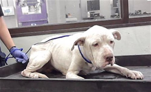Photo of A2101750, adoptable Staffordshire Bull Terrier in Houston, Texas
