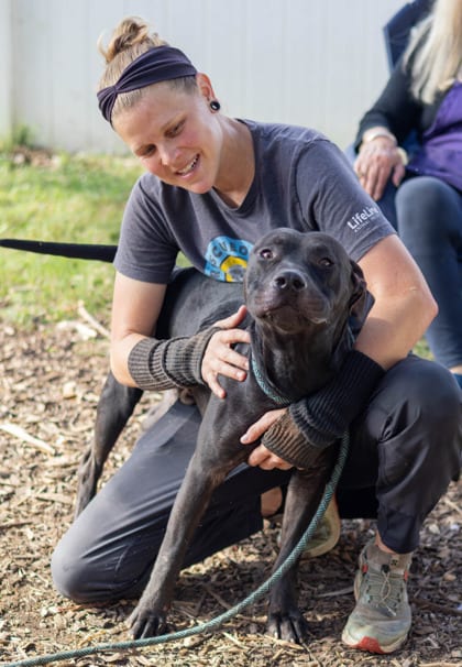 Photo of Dingle, adoptable dog in Chamblee, Georgia