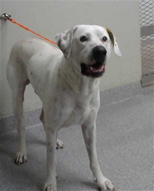 Photo of A188342, adoptable Mastiff in Pasadena, Texas