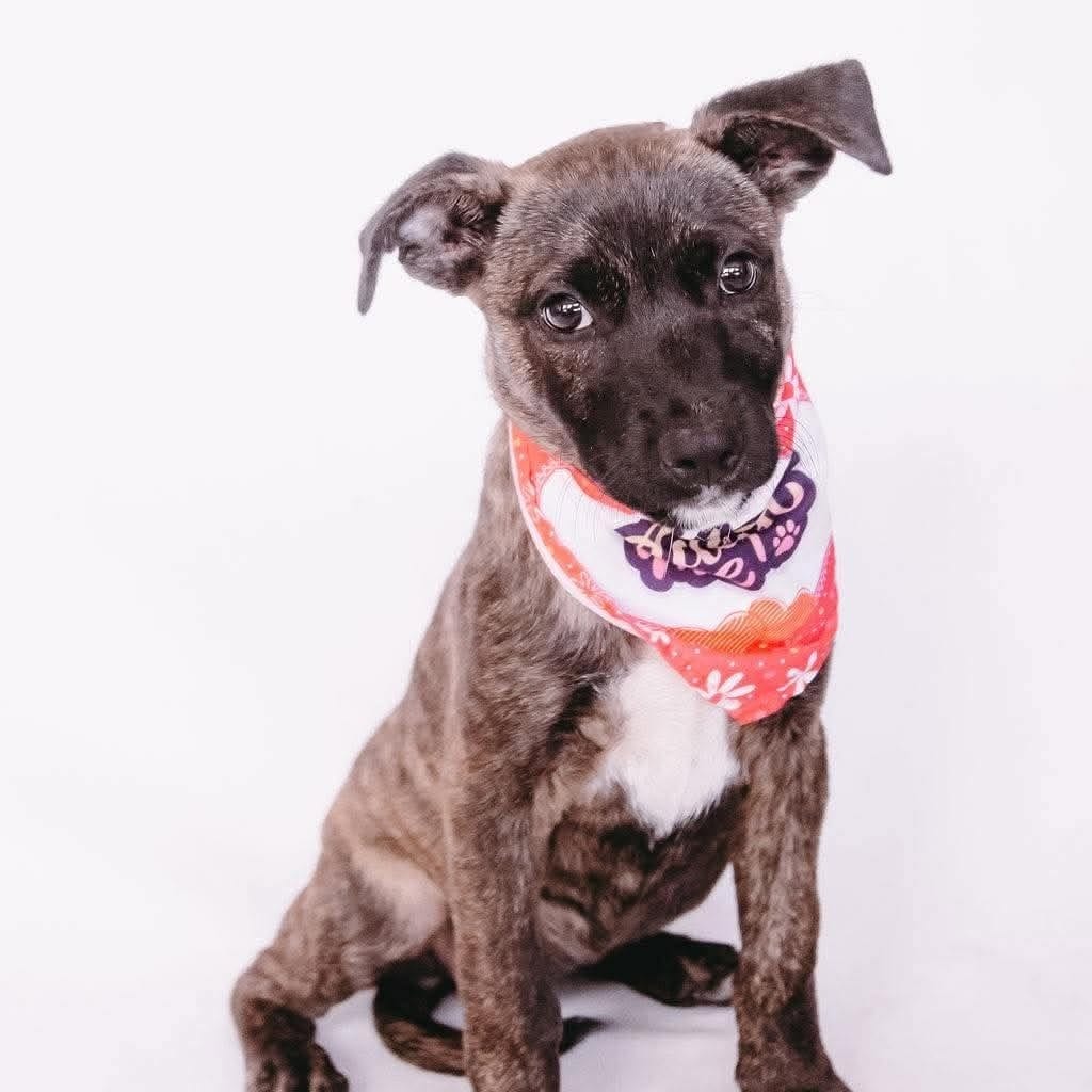Photo of Beth *Arriving 10/10* D12621, adoptable Shepherd, Dutch / Retriever, Labrador in Princeton area, Minnesota