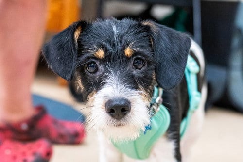 Photo of Jethro, adoptable Terrier in Mundelein, Illinois
