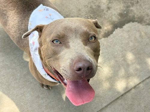Photo of Fiona, adoptable Pit Bull Terrier in Tulsa, Oklahoma