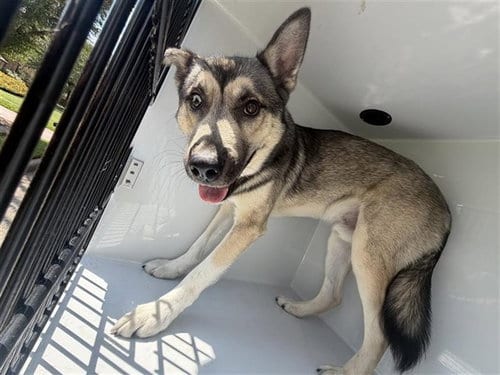 Photo of A662265, adoptable Husky in Houston, Texas