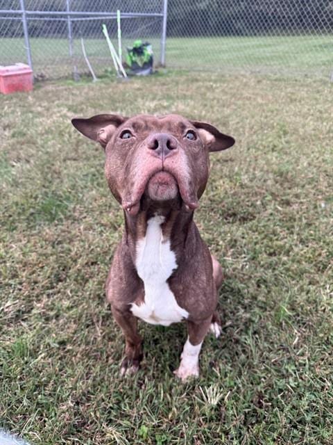 Photo of Lonnie, adoptable Pit Bull Terrier in Forestville, Maryland
