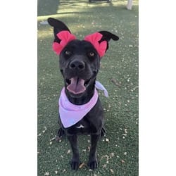 Photo of Olive, adoptable Labrador Retriever in Lancaster, California