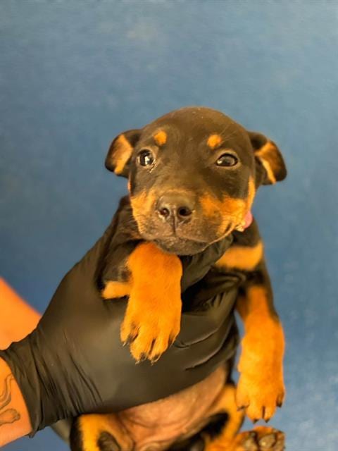 Photo of A256522, adoptable Rottweiler in Visalia, California