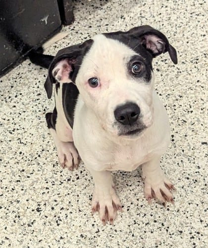 Photo of Mags, adoptable dog in Atlanta, Georgia