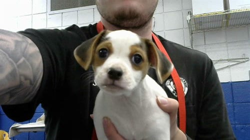 Photo of France, adoptable Chihuahua in Albuquerque, New Mexico