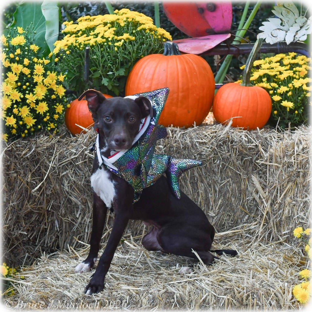 Photo of Chip, adoptable Feist in Wake Forest, North Carolina