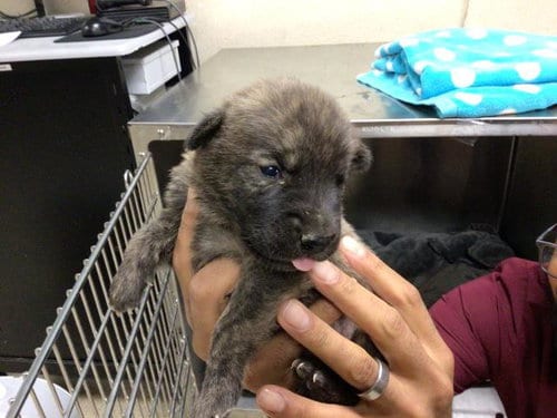 Photo of Tank, adoptable German Shepherd Dog in Riverside, California