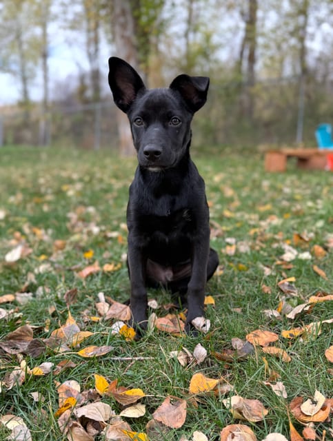 Photo of Rusty, adoptable Lancashire Heeler in MIDWAY, Utah