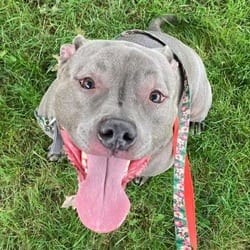 Photo of Freddie, adoptable Mixed Breed (Medium) in Syracuse, New York