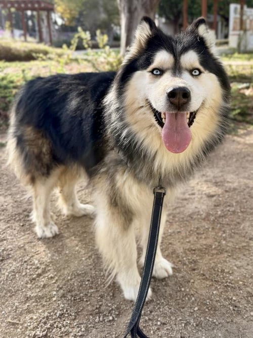 Photo of Osito, adoptable Alaskan Malamute in Santa Maria, California