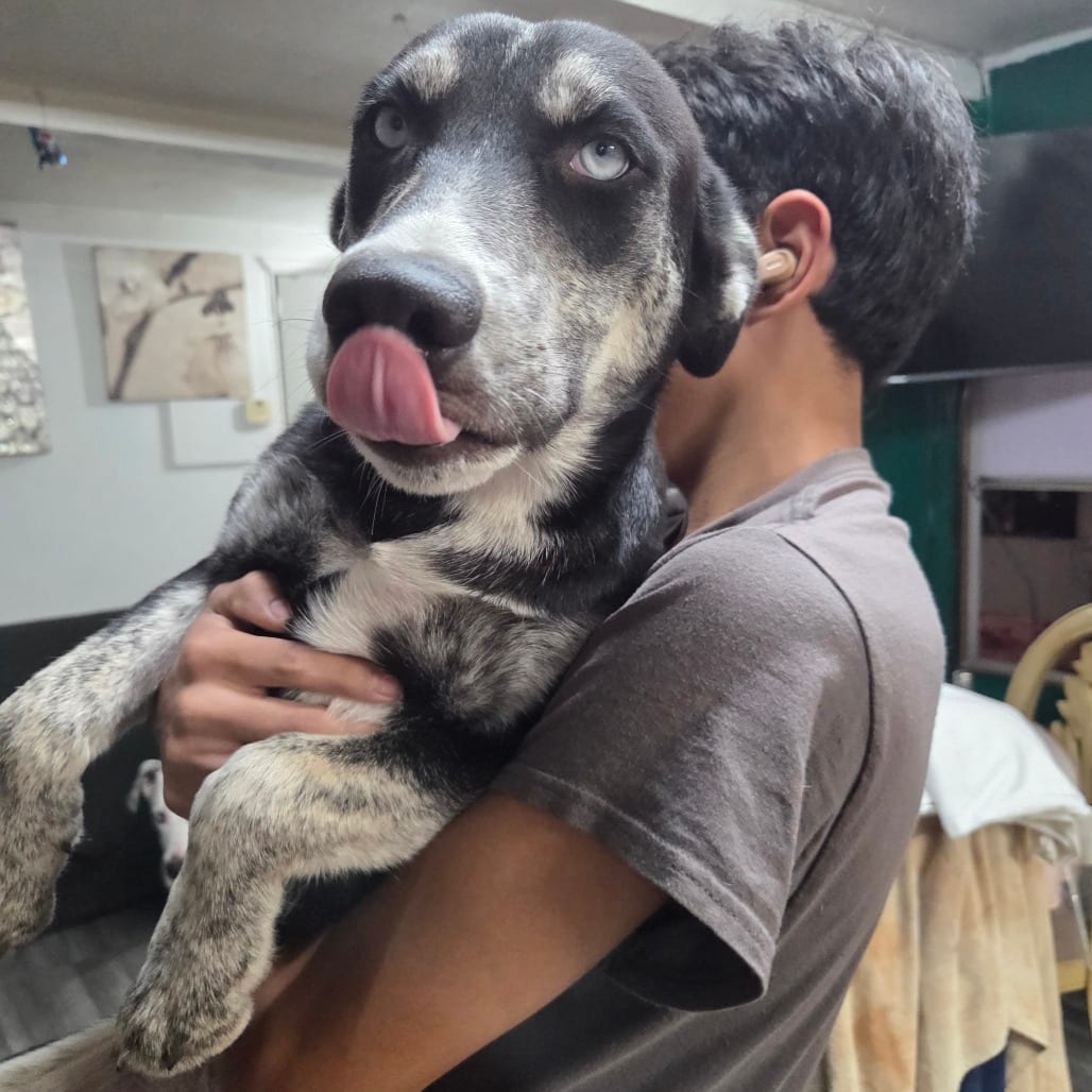Photo of Tianna - Home to Home, adoptable Husky / Retriever, Black Labrador in South Elgin, Illinois