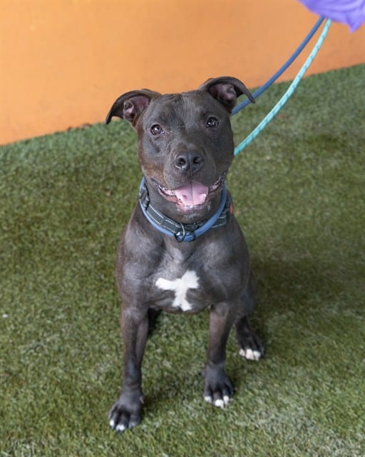 Photo of Buster, adoptable Terrier in Miami, Florida