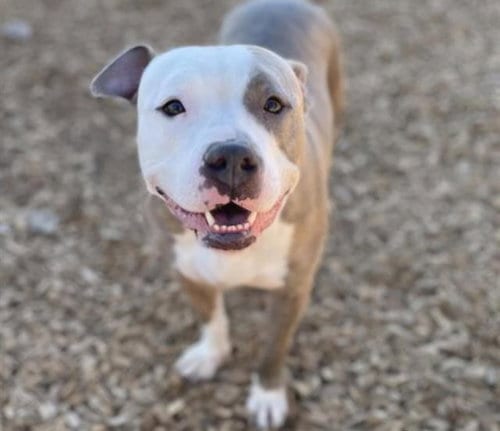 Photo of Indigo, adoptable American Pit Bull Terrier in Albuquerque, New Mexico