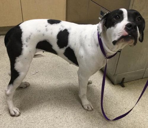 Photo of Boxie, adoptable Boxer in Riverside, California