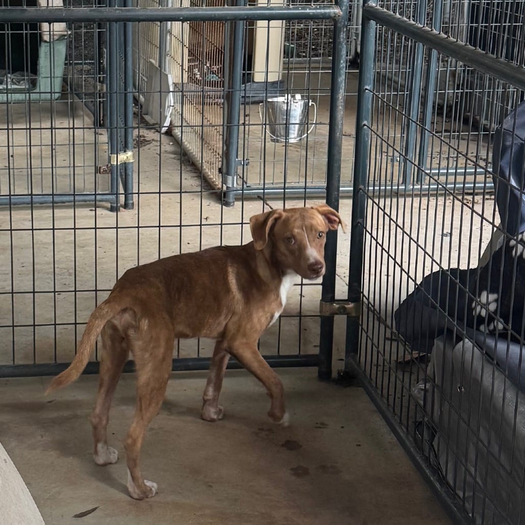 Photo of Peanut, adoptable Hound in Hinesville, Georgia