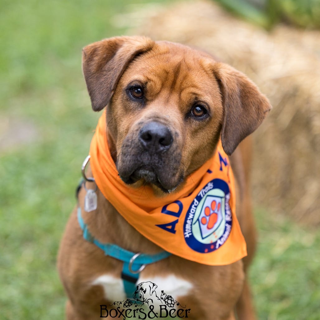 Photo of Patrick, adoptable Mixed Breed (Medium) in Fairfax Station, Virginia