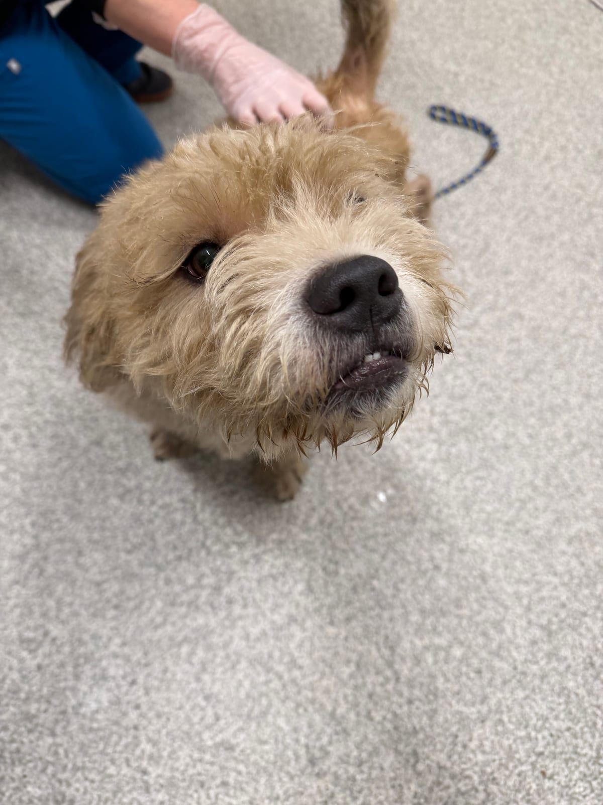 Photo of Mothman (Freckles), adoptable dog in Baltimore, Maryland