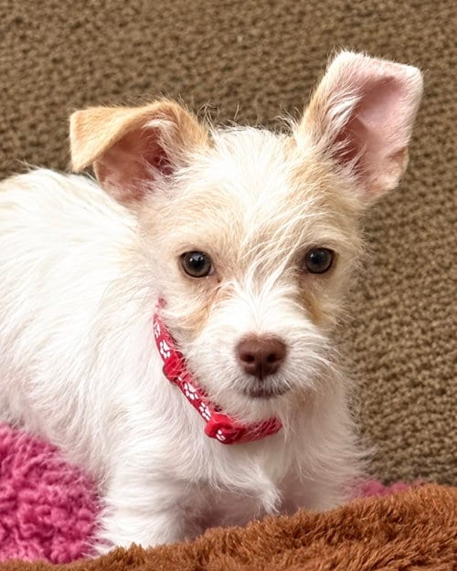 Photo of Ace, adoptable Schnauzer in Corona, California