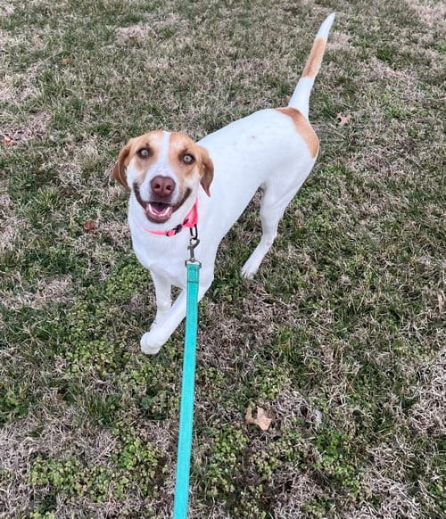 Photo of Wren, adoptable Labrador Retriever in Nashville, Tennessee