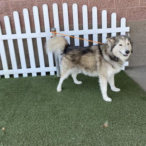 Photo of A614590, adoptable Alaskan Malamute in Modesto, California