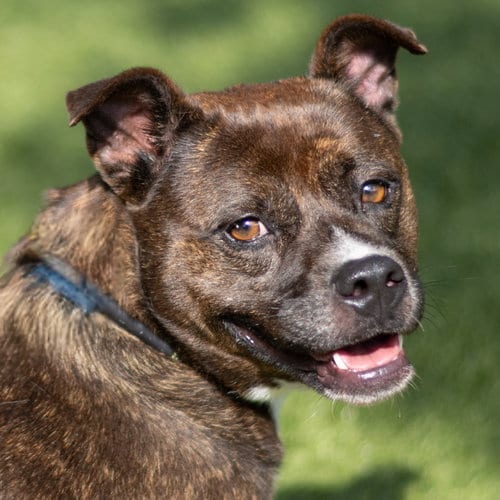 Photo of Rosie, adoptable Terrier in Hilton Head, South Carolina