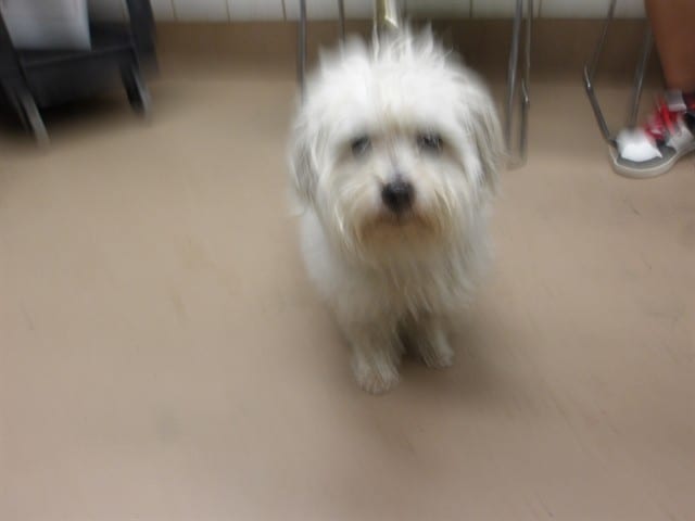 Photo of Charlie, adoptable Maltese mix in Chicago, Illinois