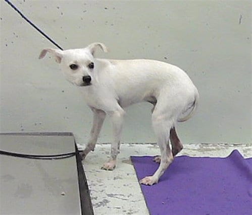 Photo of A2097273, adoptable Chihuahua in Houston, Texas