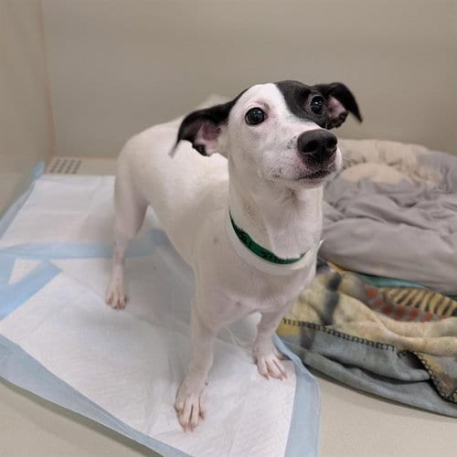 Photo of Beyonce, adoptable Jack Russell Terrier (Parson Russell Terrier) in Mesa, Arizona