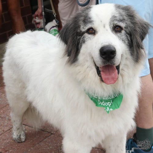 Photo of Big Boy, adoptable Great Pyrenees in Washington, District of Columbia