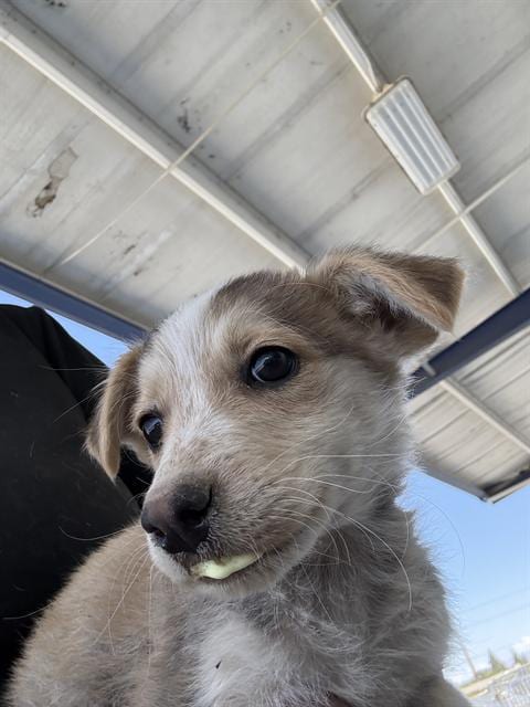 Photo of Kimchi, adoptable Husky in Bakersfield, California
