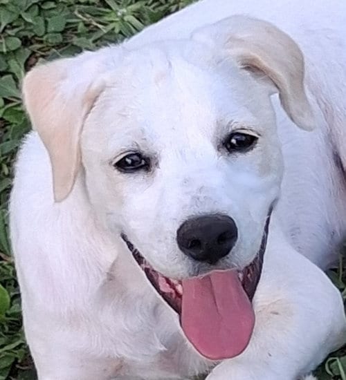 Photo of Poppy, adoptable Labrador Retriever in Cookeville, Tennessee