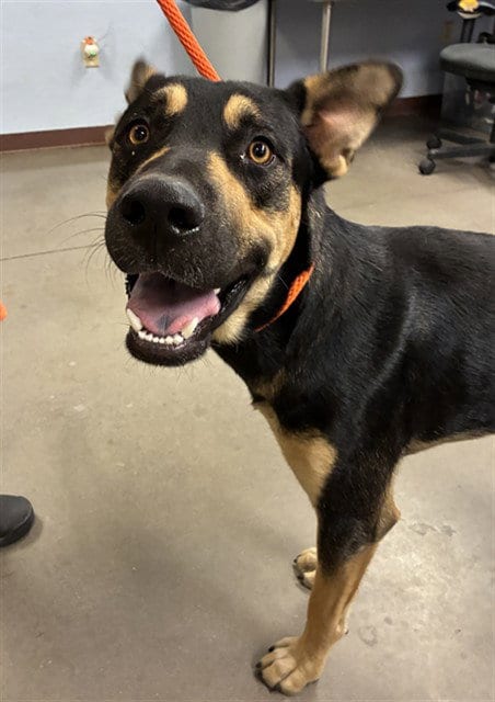 Photo of Billy, adoptable German Shepherd Dog in Phoenix, Arizona
