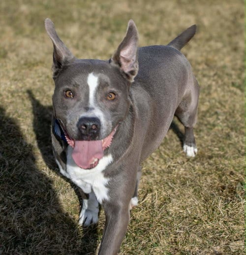 Photo of Rowen, adoptable Pit Bull Terrier in AUSTIN, Minnesota