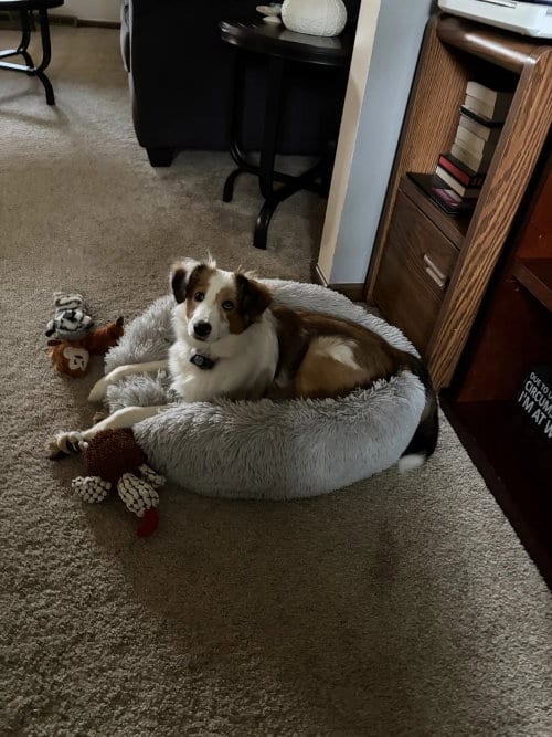 Photo of Hannah, adoptable Shetland Sheepdog Sheltie in Dublin, Ohio